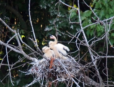 [The head and beak of one chick is visible above a mass of tan down. It appears this chick may be holding out its wings, but the three chicks are so close together it is hard to tell.]